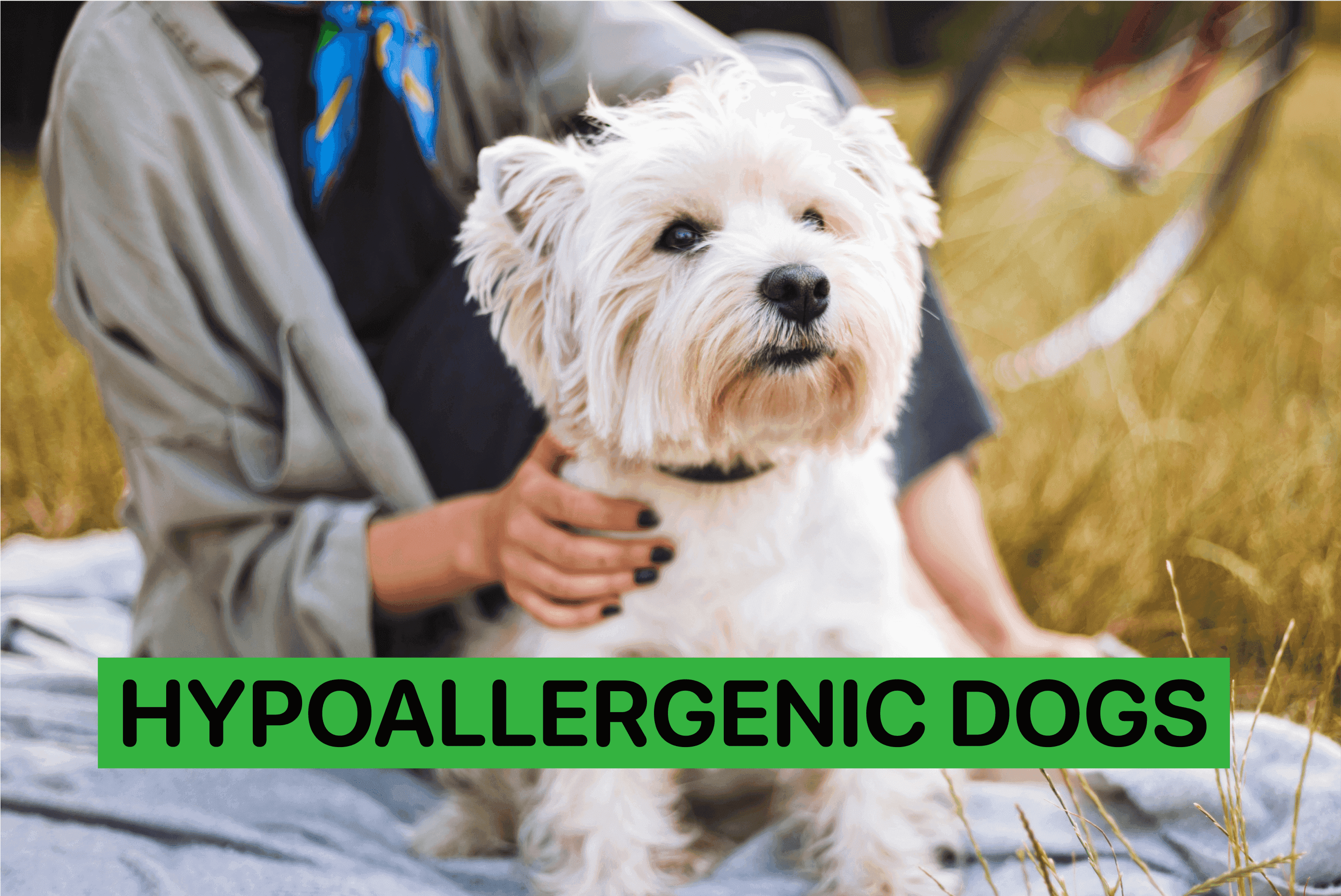best hypoallergenic dogs