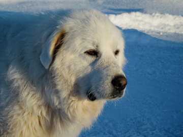 perro nieve