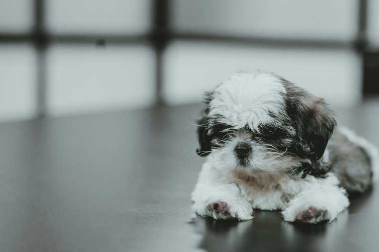 puppy stages