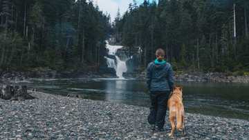 rutas para hacer con perros