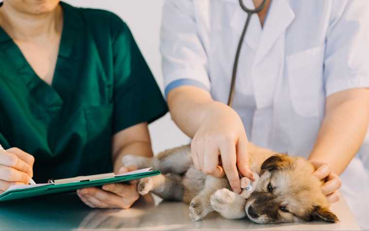 como saber si mi perro tiene hipotermia