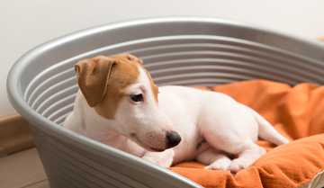 puppy going backwards in potty training