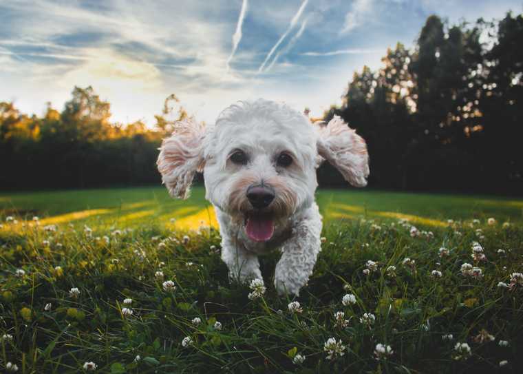 owning a dog for the first time