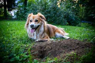 how to train your dog not to dig