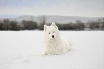 perros de frio