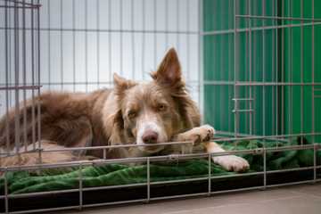 dog peeing in crate