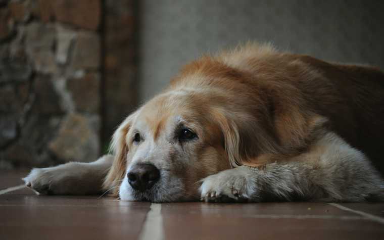 old dog peeing in sleep