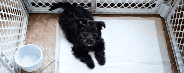 how long can puppies hold their pee