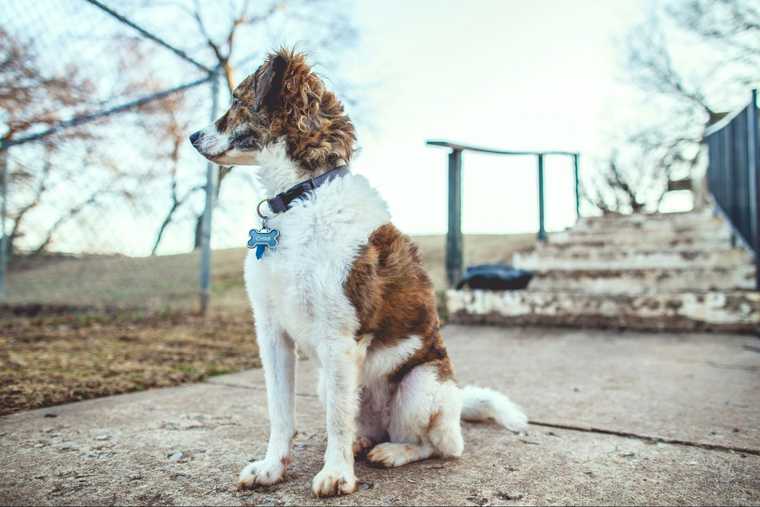 how to teach off to a puppy