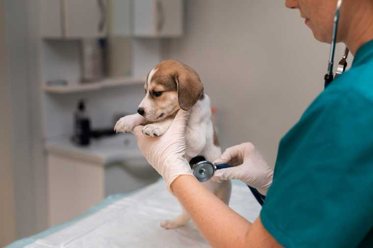 wellness exam for dogs cost