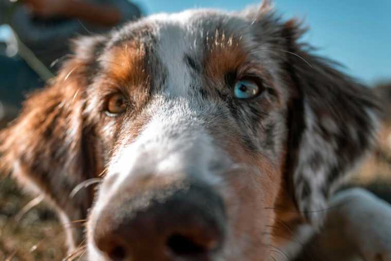perros reactivos con correa