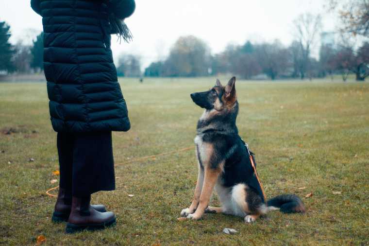 dog training how to