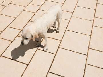 como saber si mi perro tiene calor