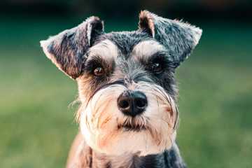 perro hipoalergénico pequeño