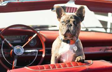 how hot in car for dog