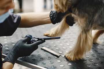 por que los perros se muerden las patas