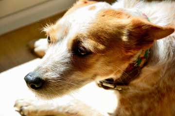 dogs that have separation anxiety