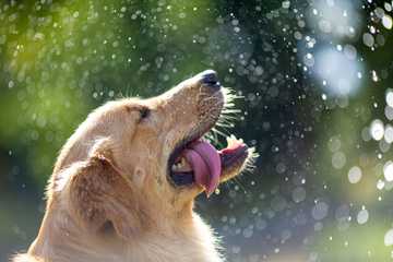 safe temperature for dogs outside