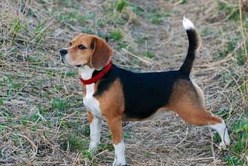 dog posture meaning