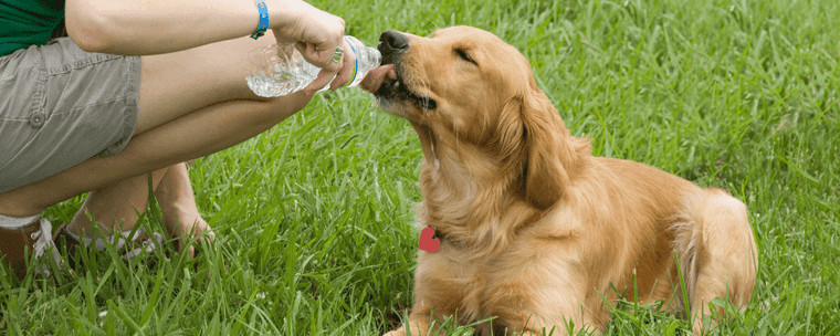 how long can a dog hold its pee