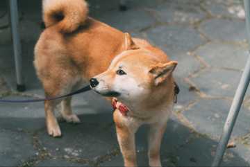 perro dominante