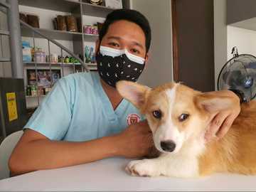 como cuidar a los perros