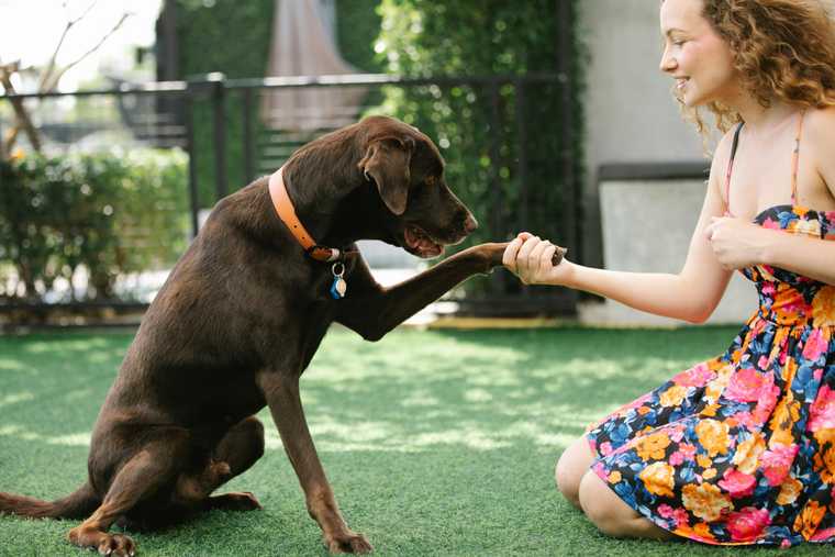 dog handshake