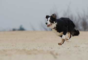 how to train border collie