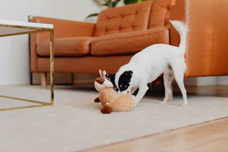 how to help dog with separation anxiety