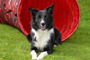 cachorro border collie