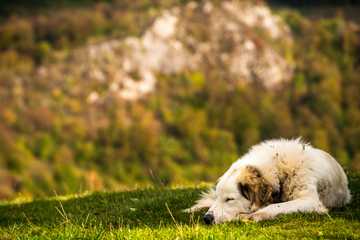 como hidratar a un perro