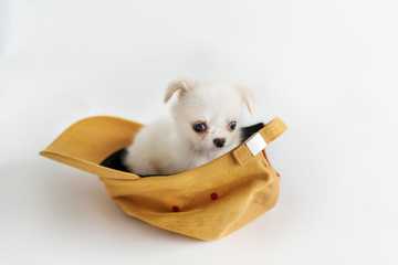 puppy house training regression
