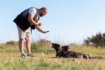 training for older dogs