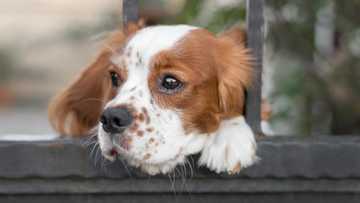 my dog refuses to poop outside