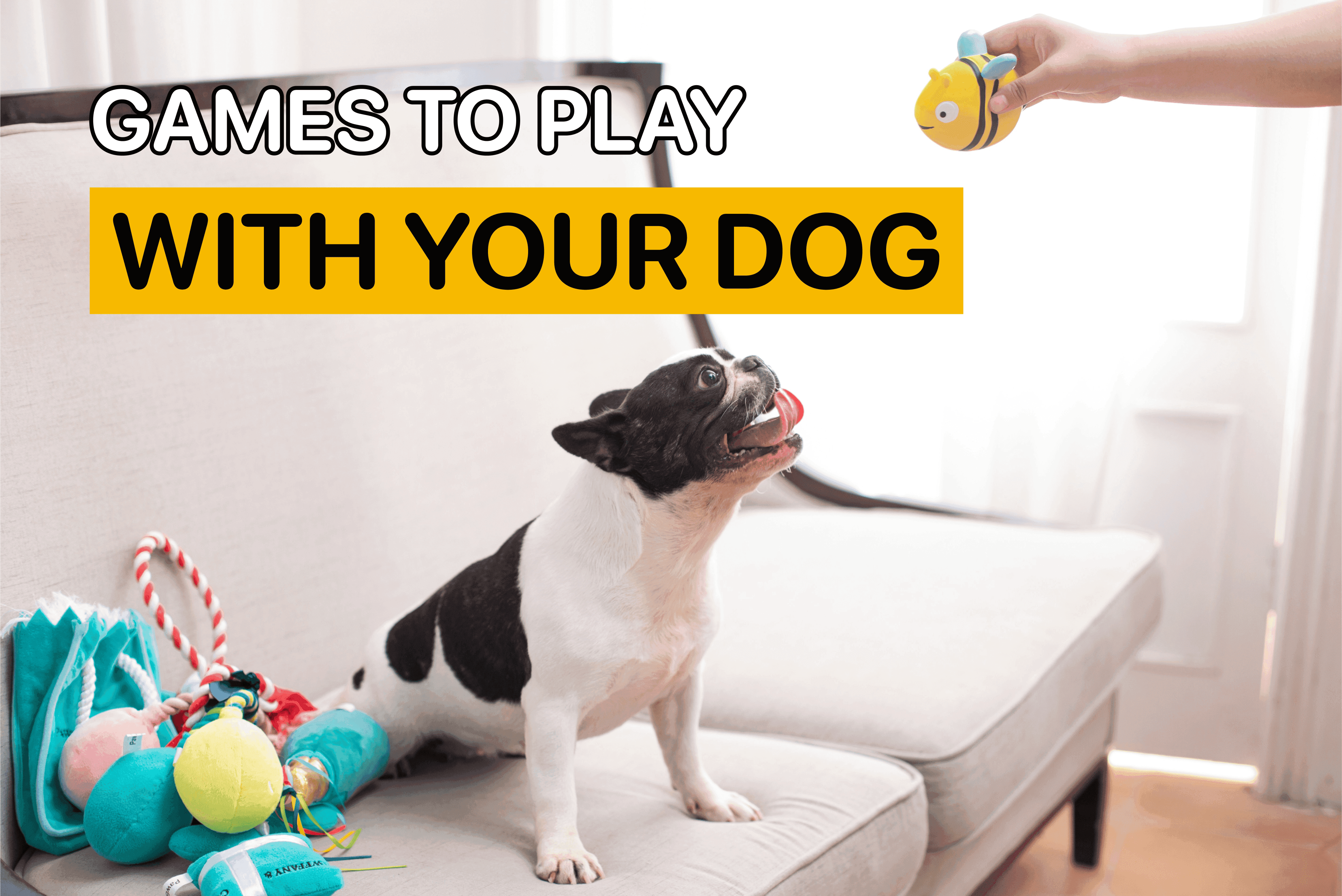 games to play with your dog
