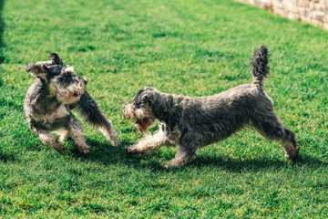 perro jugueton