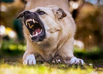 lenguaje corporal de los perros