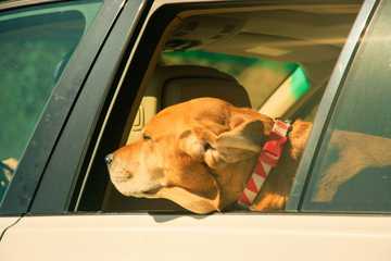cuanto calor aguanta un perro