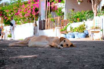 perro calor