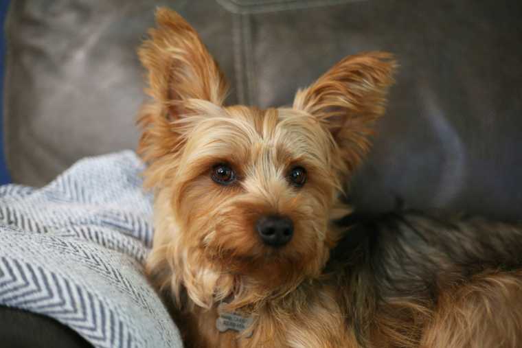 hipoalergénico perro