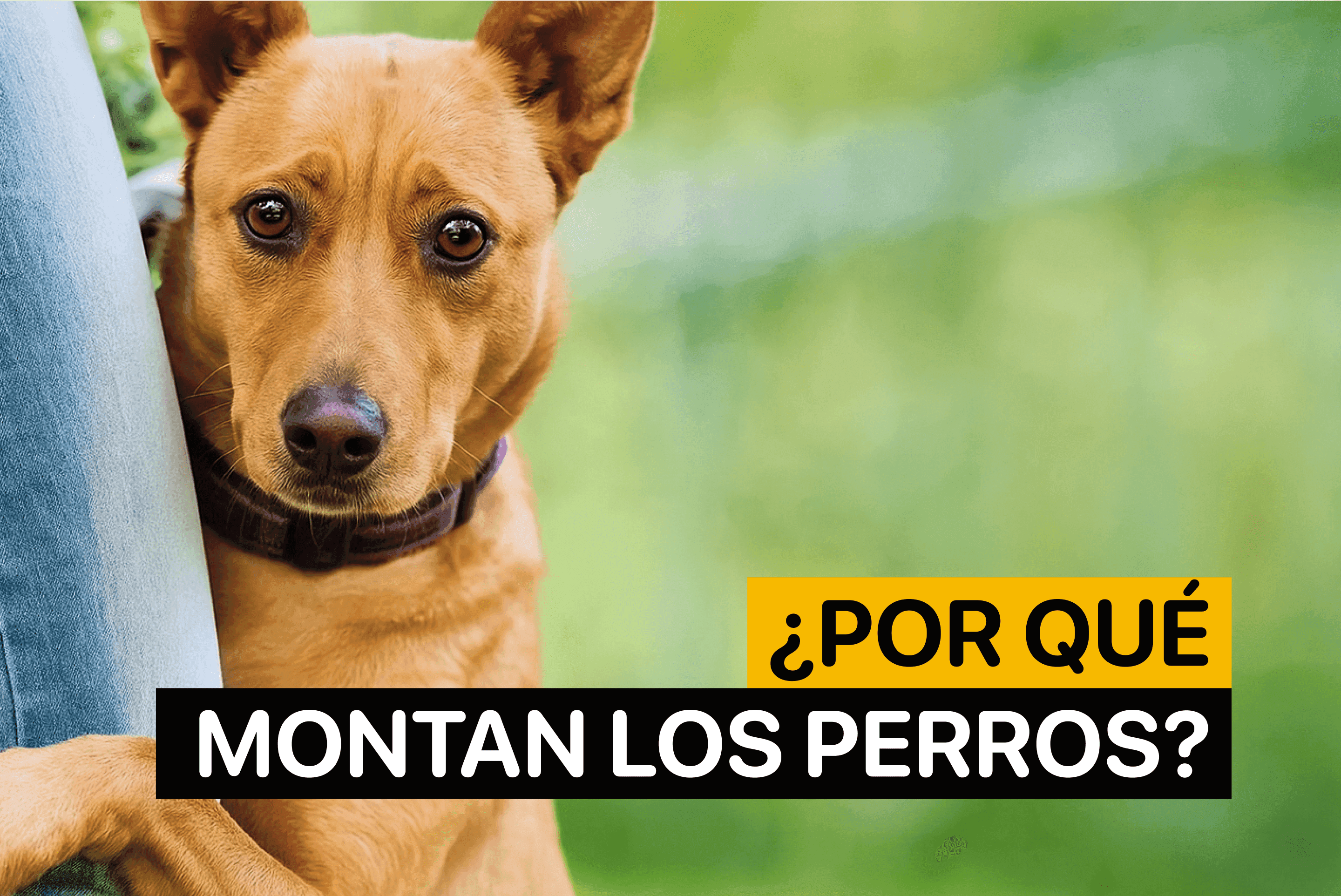 porque montan los perros
