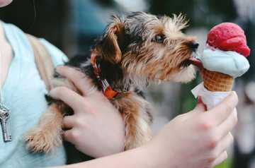 keeping dog cool in summer