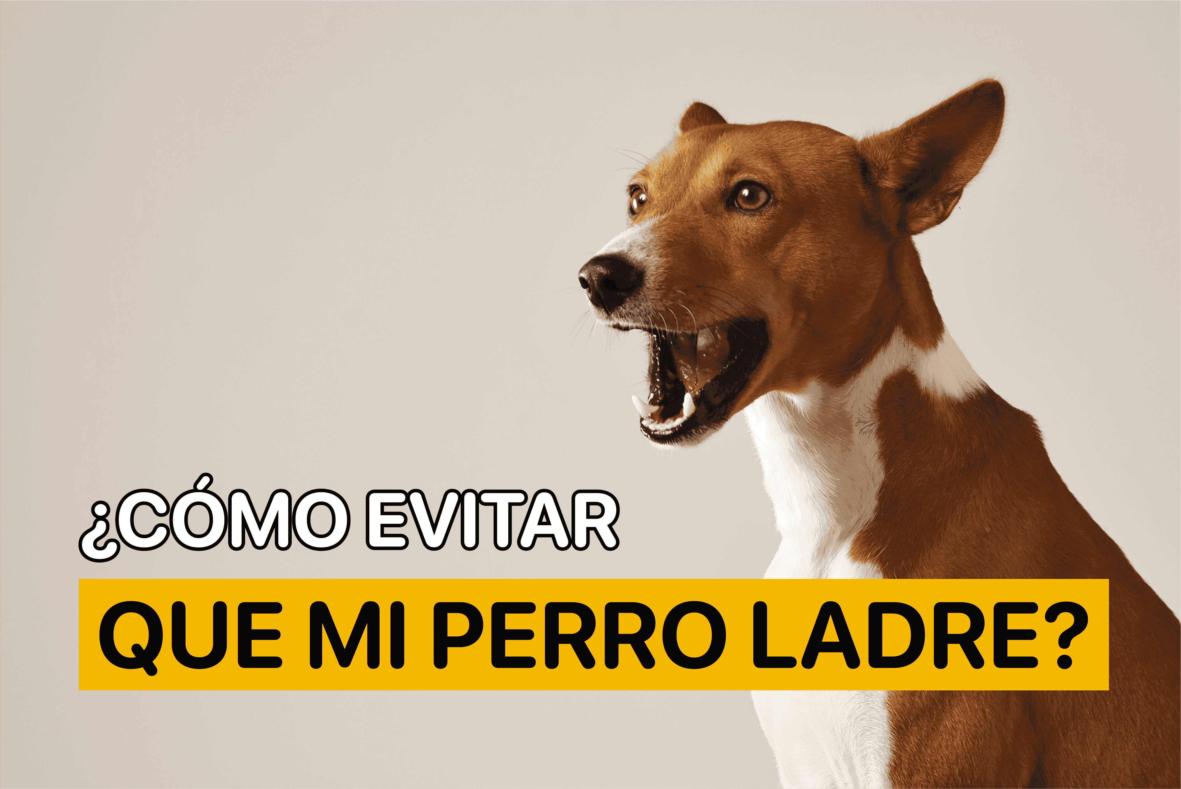 Cómo evitar que mi perro ladre