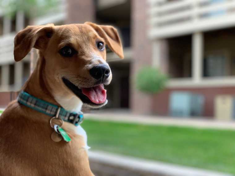 how long can my dog go without peeing