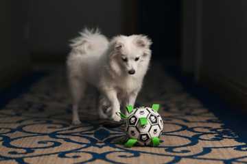 mental stimulation toys for dogs