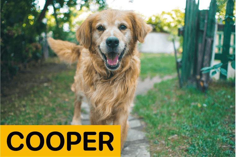 popular names for dogs male