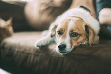 caida de pelo en perros causas