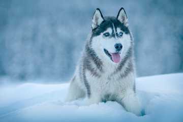 dogs that love snow