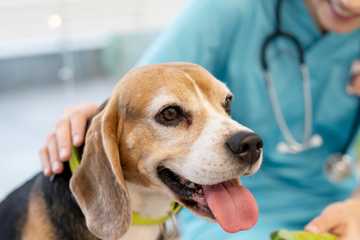what is a dog wellness exam