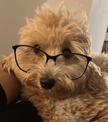 perro maltipoo
